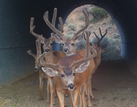 Wildlife Habitat Connectivity Bill Signed into Law in California