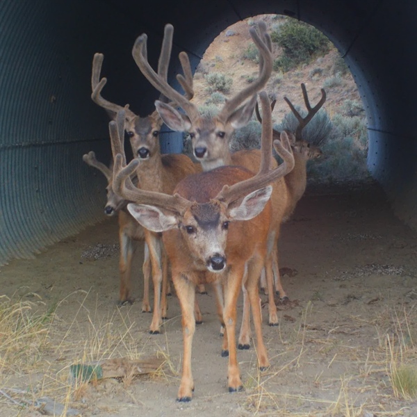 Wildlife Habitat Connectivity Bill Signed into Law in California