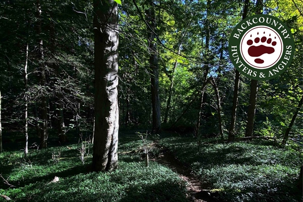 NY Zoar Valley Multiple Use Area Management Being Questioned