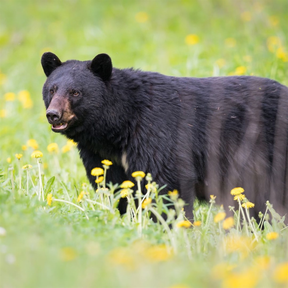 OR Chapter Supports Agency Proposed Game Regs for 2025