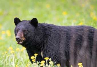 OR Chapter Supports Agency Proposed Game Regs for 2025
