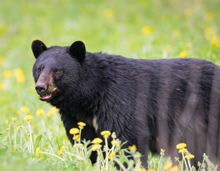 OR Chapter Supports Agency Proposed Game Regs for 2025