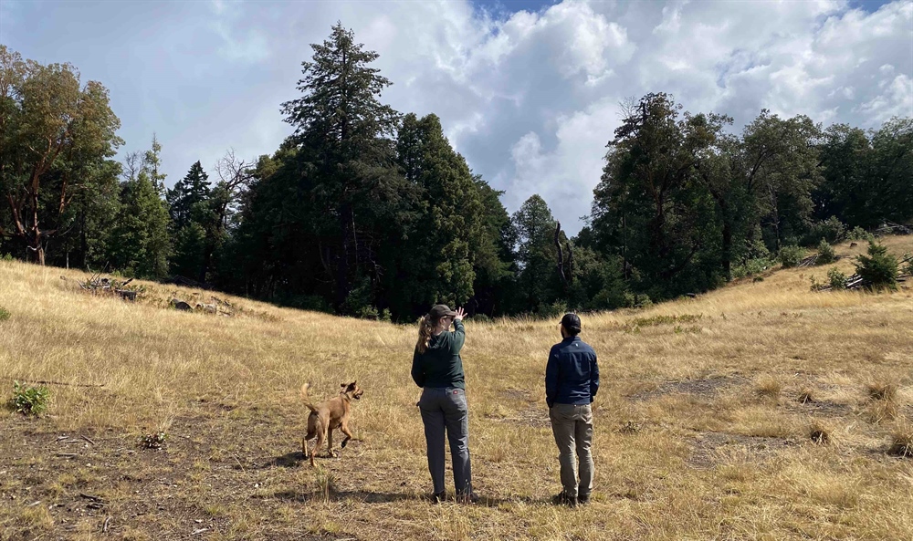 BHA Volunteers Expand Elk Habitat on BLM lands in Northwest CA