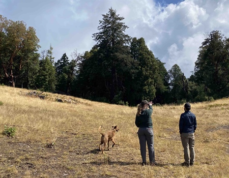 BHA Volunteers Expand Elk Habitat on BLM lands in Northwest CA