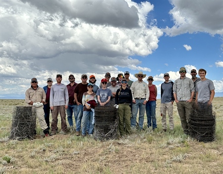 Two Miles of Sheep Fencing Removed in New Mexico