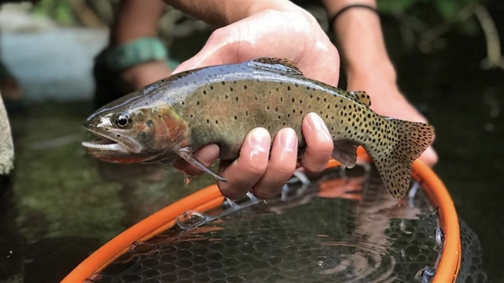 8/15/24 NM Habitat Stamp Citizen Advisory Committee - Meeting Recap