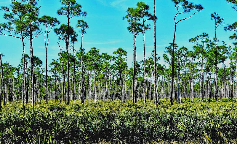 Protecting Florida's State Parks: A Call to Action Against Development