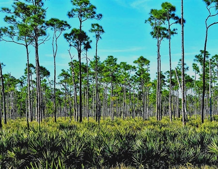 Protecting Florida's State Parks: A Call to Action Against Development
