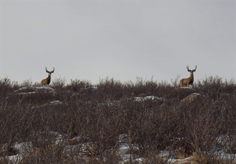 Utah Attempts to Wrest Public Lands Out of Public Hands