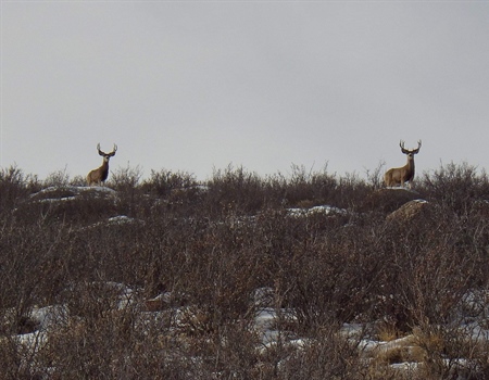Utah Attempts to Wrest Public Lands Out of Public Hands