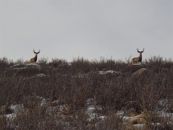 Utah Attempts to Wrest Public Lands Out of Public Hands