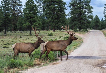 Wyoming BHA Comments on Proposed Big Game Damage Claim Regulation Change