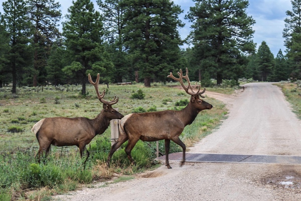 Wyoming BHA Comments on Proposed Big Game Damage Claim Regulation Change