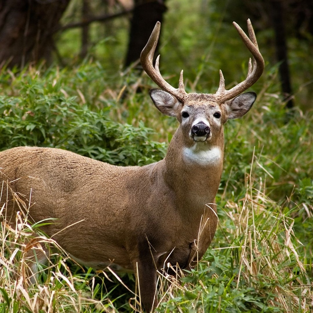 A Stark New Reality for Washington’s Wildlife