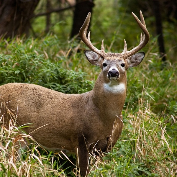 A Stark New Reality for Washington’s Wildlife