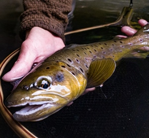 Coalition of Hunters and Anglers Invest in Ad Campaign to Highlight Need for the Designation of the Owyhee Canyonlands National Monument