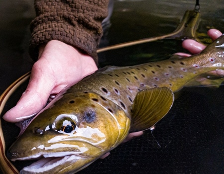 Coalition of Hunters and Anglers Invest in Ad Campaign to Highlight Need for the Designation of the Owyhee Canyonlands National Monument