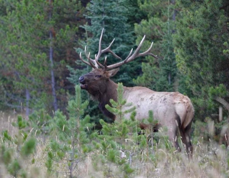 Montana Hunting and Conservation Groups Laud Legal Victories alongside the State of Montana in Defense of Elk and Game Management