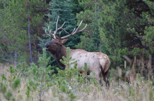 Montana Hunting and Conservation Groups Laud Legal Victories alongside the State of Montana in Defense of Elk and Game Management