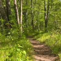 Large-scale mountain bike project on Ouachita National Forest