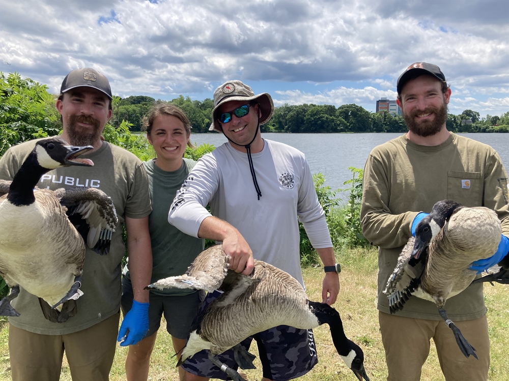 Waterfowl Banding with Rhode Island BHA – Summer 2024