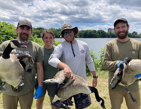 Waterfowl Banding with Rhode Island BHA – Summer 2024