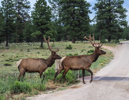 WY BHA Seeks to Protect Our Investments in Wildlife Management
