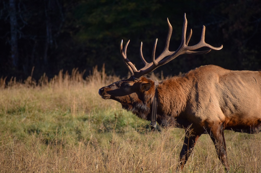 Colorado's Senators Share BHA Priorities for the Dolores Canyon National Monument Proposal