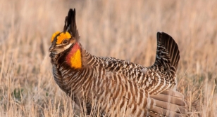 Wisconsin BHA Signs on to Protect Prairie Chicken Habitat From Solar Farm Project