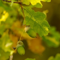 Indiana BHA Hosts Forest Managment Pint Night with Sentinel Landscape