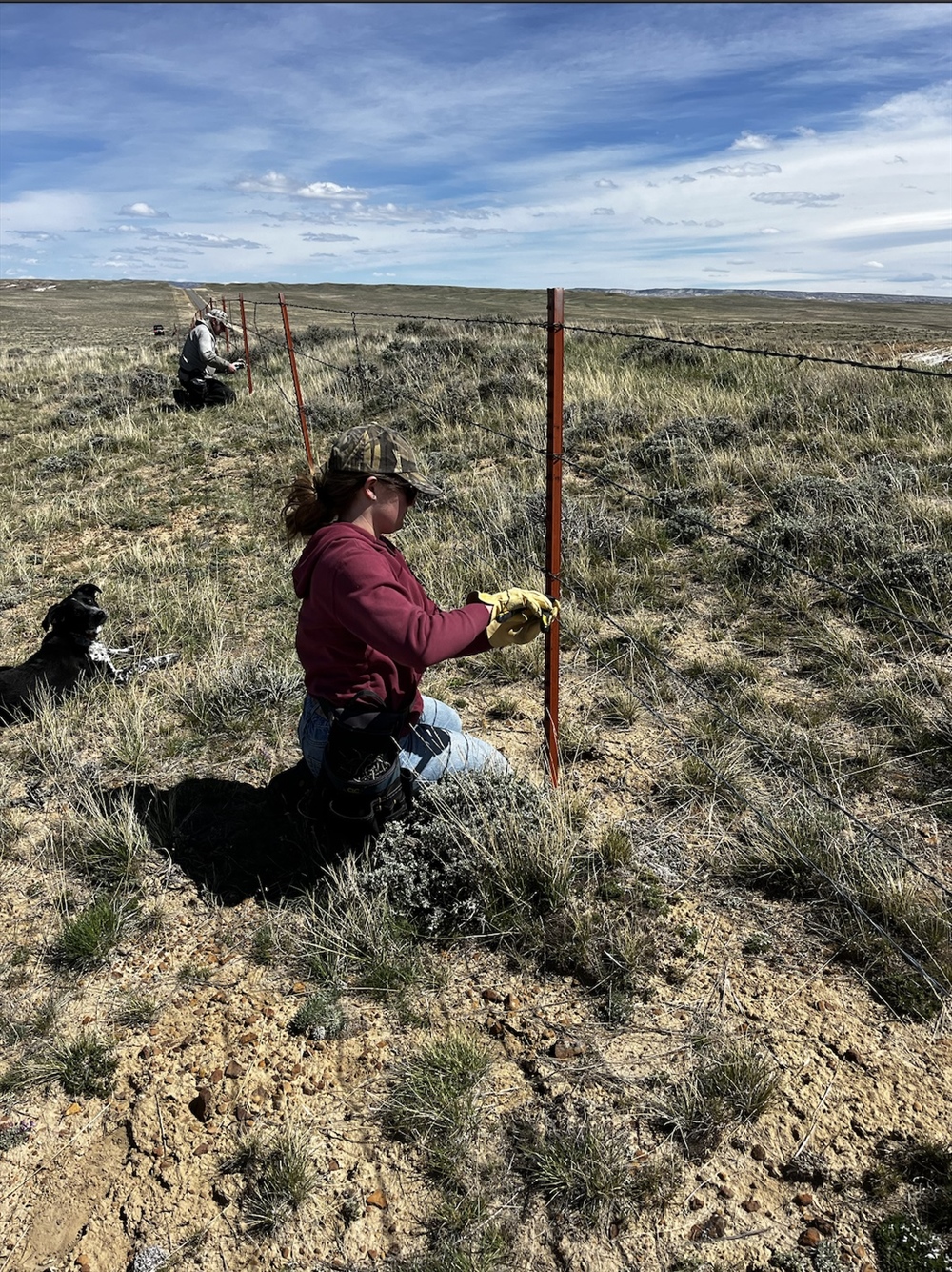 Wildlife Friendly Fencing Modification on the Gas Hills Highway
