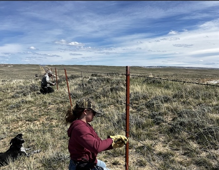 Wildlife Friendly Fencing Modification on the Gas Hills Highway