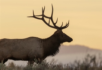 NM Youth Hunter Benefits from Soules Family Elk Tag Donation