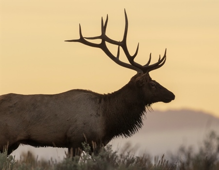 NM Youth Hunter Benefits from Soules Family Elk Tag Donation