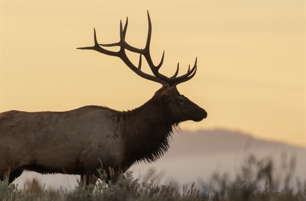NM Youth Hunter Benefits from Soules Family Elk Tag Donation