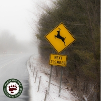 NY Wildlife Crossings Bill S4198B