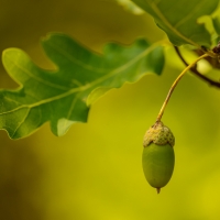 Public Comment Period for Yellowwood and Morgan-Monroe State Forest Management
