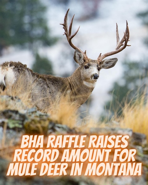 BHA raffle raises record amount for mule deer conservation in Montana