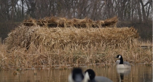 Missouri BHA Applauds MDC Changes to Waterfowl Blind Regulations on Public Land
