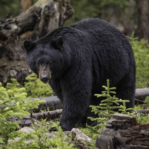 California’s New Era in Black Bear Conservation: A Science-Driven Approach with a Role for Hunters