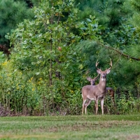OK BHA Pilot CWD Program on Wild Deer