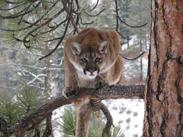 Fish and Wildlife Commission Fail Wildlife, Collaboration in Cougar Rulemaking