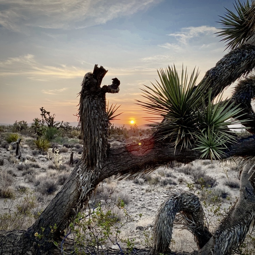Legislation to Restore Hunting to California’s Castle Mountains, Improve Public Land Management