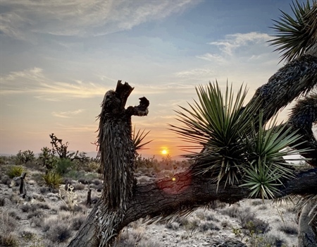 Legislation to Restore Hunting to California’s Castle Mountains, Improve Public Land Management