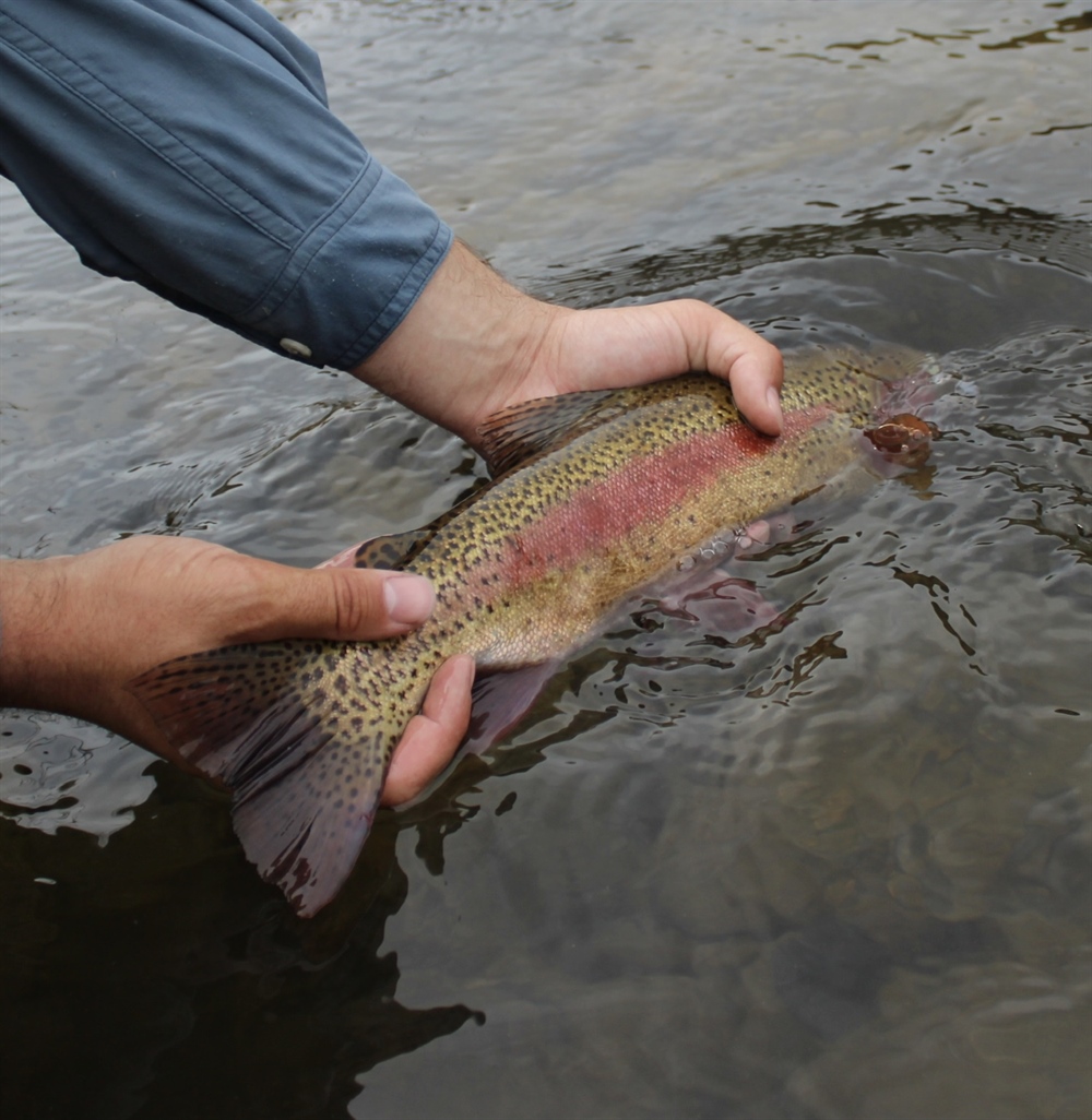 Backcountry Hunters & Anglers, Trout Unlimited laud expansion   of San Gabriel Mountains National Monument