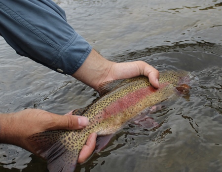 Backcountry Hunters & Anglers, Trout Unlimited laud expansion   of San Gabriel Mountains National Monument
