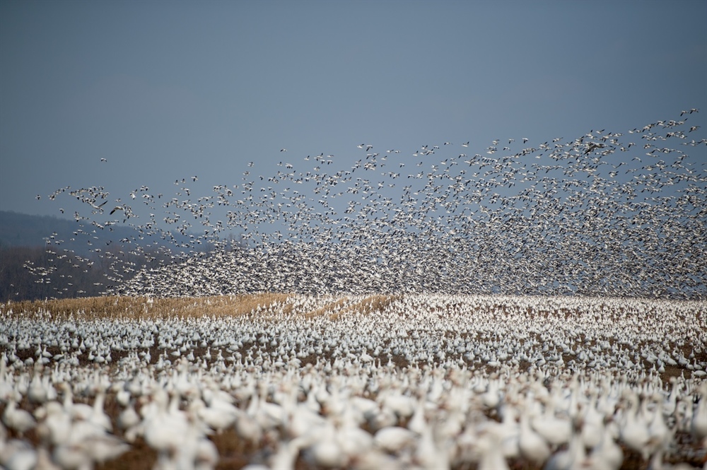 Western Arctic Public Lands Receive Greater Protections