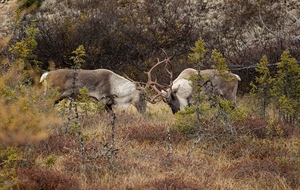 Admin Signals Intent to Deny Ambler Road Permit: BHA, Conservation Groups Approve
