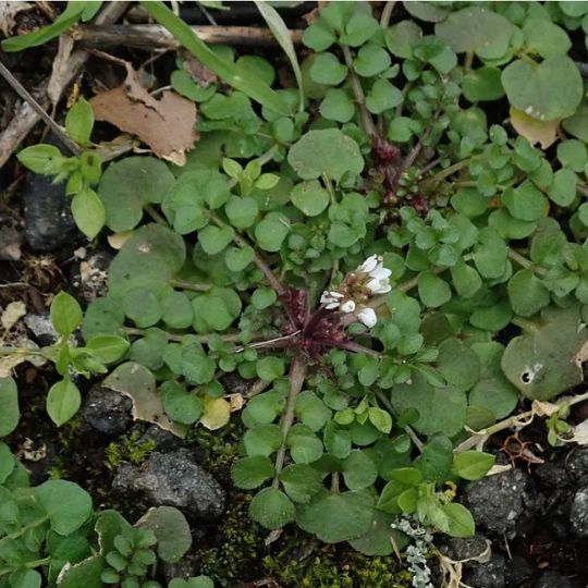 CT RECAP: Forest Clean-up and Invasives Foraging Class Naugatuck State Forest April 2024
