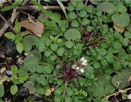 CT RECAP: Forest Clean-up and Invasives Foraging Class Naugatuck State Forest April 2024
